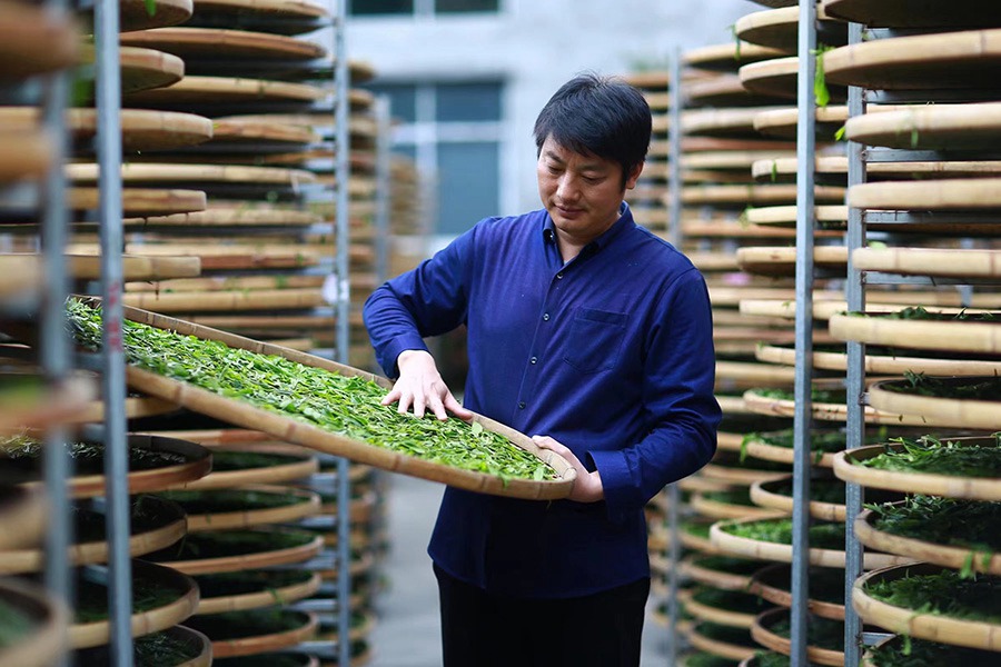 政和白茶制作技艺省级非遗传承人许益灿查看茶叶萎凋情况。宋观辉摄