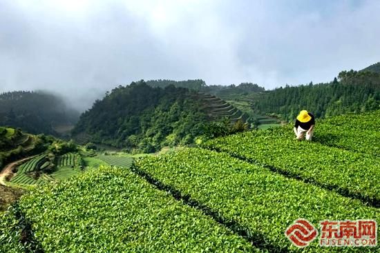采茶 戴曼玲 摄