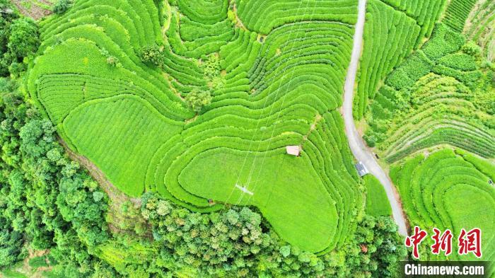 航拍福鼎茶山美景。　梅学宁 供图