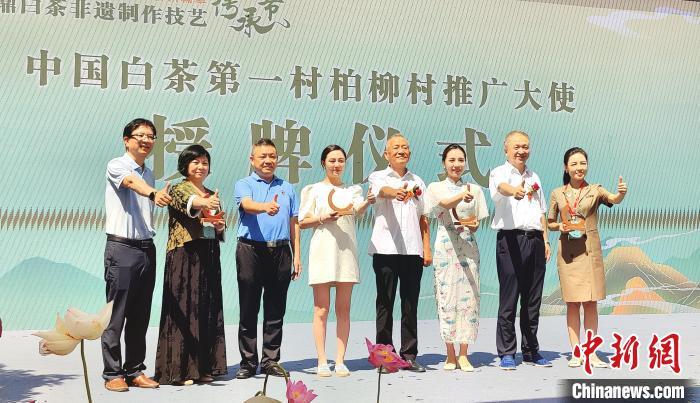 《中国白茶第一村柏柳村推广大使》授牌仪式。　林杰 摄