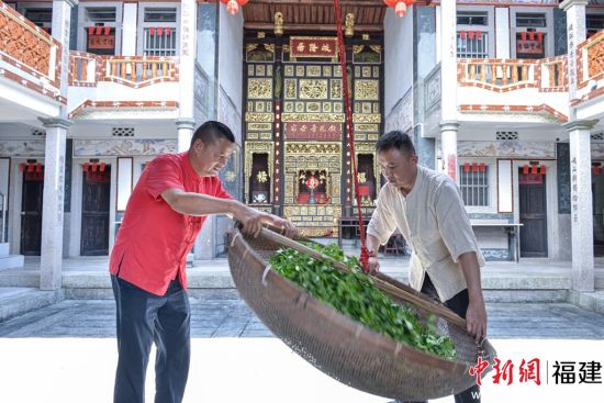 魏月德（左）指导徒弟学习铁观音传统制作技艺。（黄东华 摄）