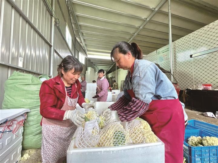 高山蔬菜成富民产业。叶陈芬 摄