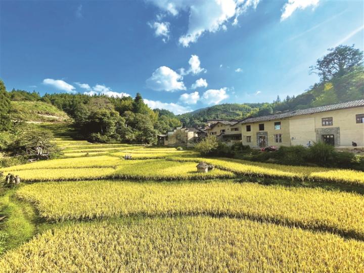 厦地古村。叶陈芬 摄
