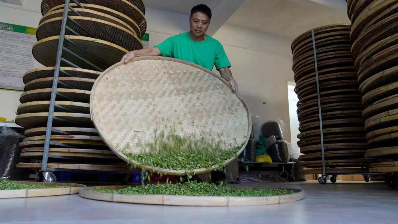 蒋先坂在做茶“拼青”。