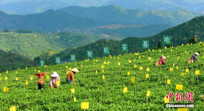资料图为福鼎茶人采茶。 <a target='_blank' href='/'>中新社</a>发 　福鼎市委宣传部供图 　