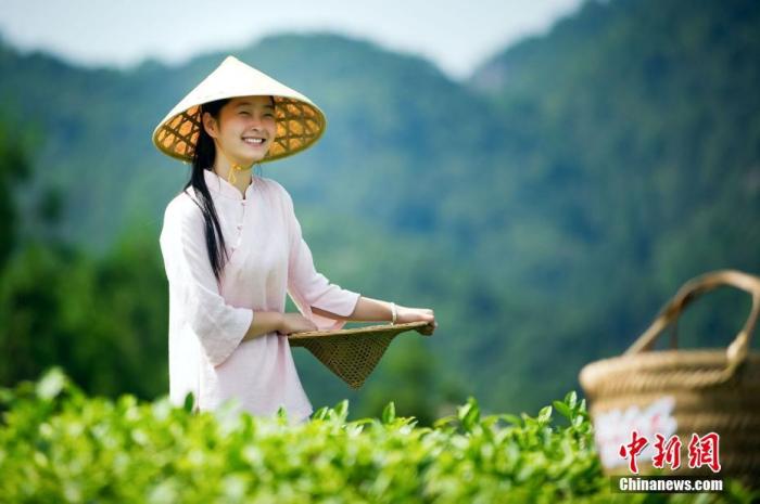 资料图为福鼎茶人采茶。 <a target='_blank' href='/'>中新社</a>发 　福鼎市委宣传部供图