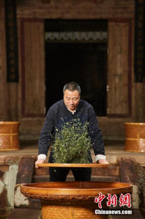 资料图为福鼎白茶制作技艺非物质文化遗产传承人林振传制茶。 <a target='_blank' href='/'>中新社</a>发 　福鼎市委宣传部供图 　