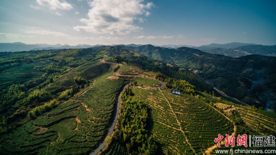 航拍白茶基地。彭敬银 供图