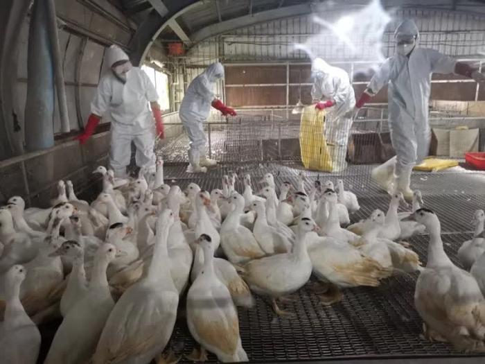 台湾宜兰发现H5N1亚型高病原禽流感疫情，紧急全场扑杀5010只种鸭。图片来源：台湾联合新闻网 动植物防疫所提供