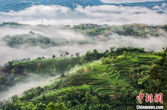 福鼎茶山美景。　福鼎市委宣传部 供图
