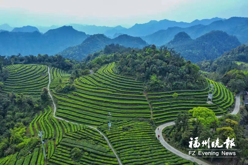 罗源七境茶：昔日贡茶 今朝香飘万里