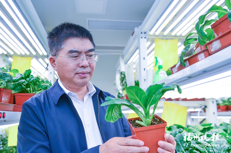 好种源造就“闽侯菜丫好”品牌