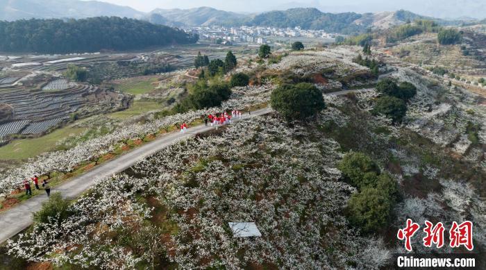 连日来，“芙蓉李之乡”连城县四堡镇2.1万亩芙蓉李花争相盛开，美不胜收。　连城县融媒体中心供图