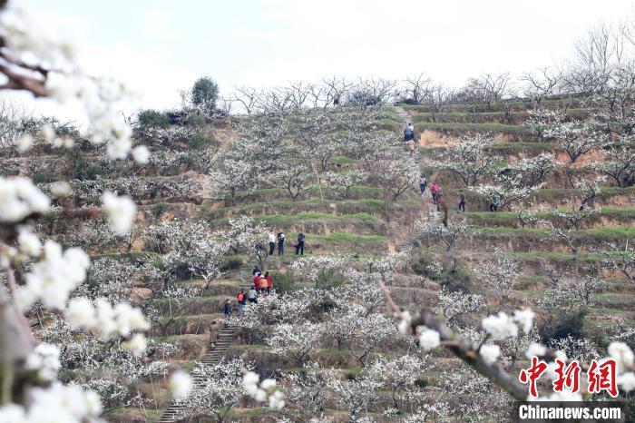 在四堡镇鳌峰山上，朵朵李花白如“雪”挂满枝头，俨然一幅春花浪漫图景。　连城县融媒体中心供图