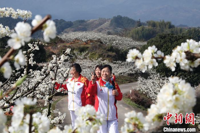 李花如雪春色美，漫山盛开迎客来。　连城县融媒体中心供图

