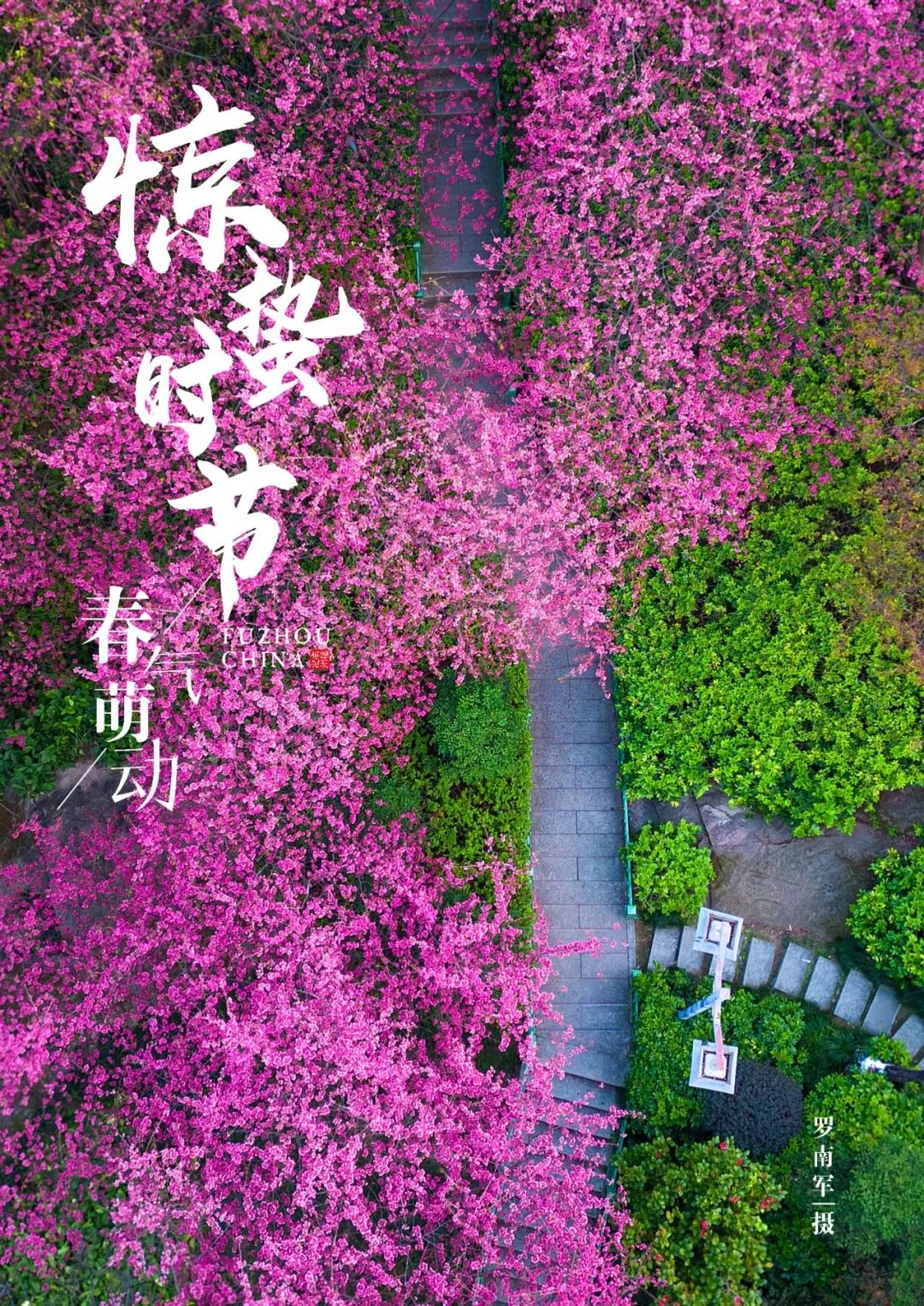 烂漫樱花醉榕城
