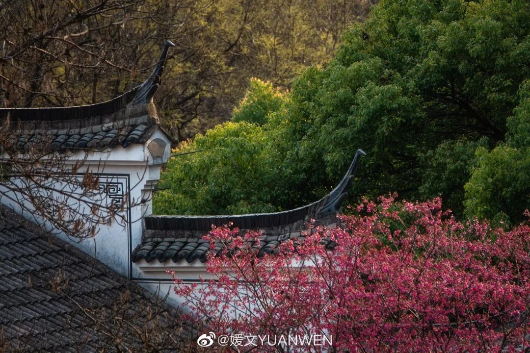 烂漫樱花醉榕城