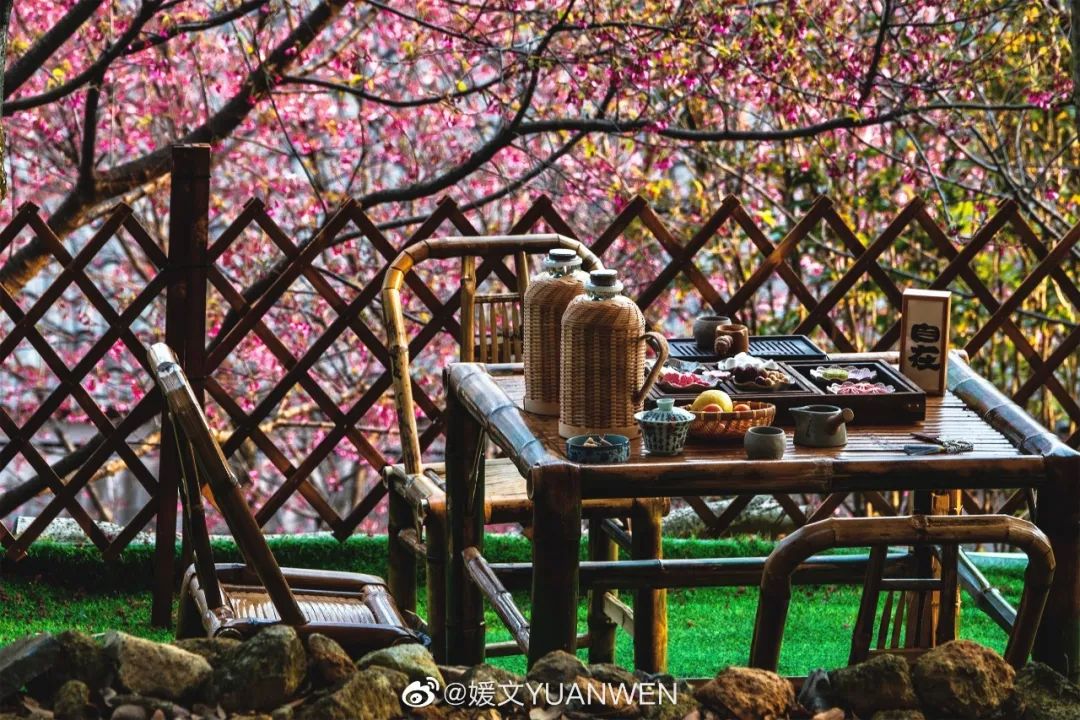 烂漫樱花醉榕城