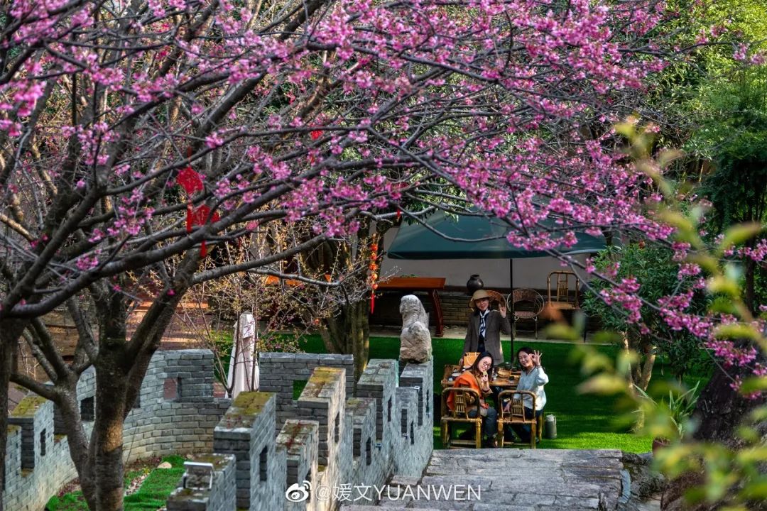 烂漫樱花醉榕城