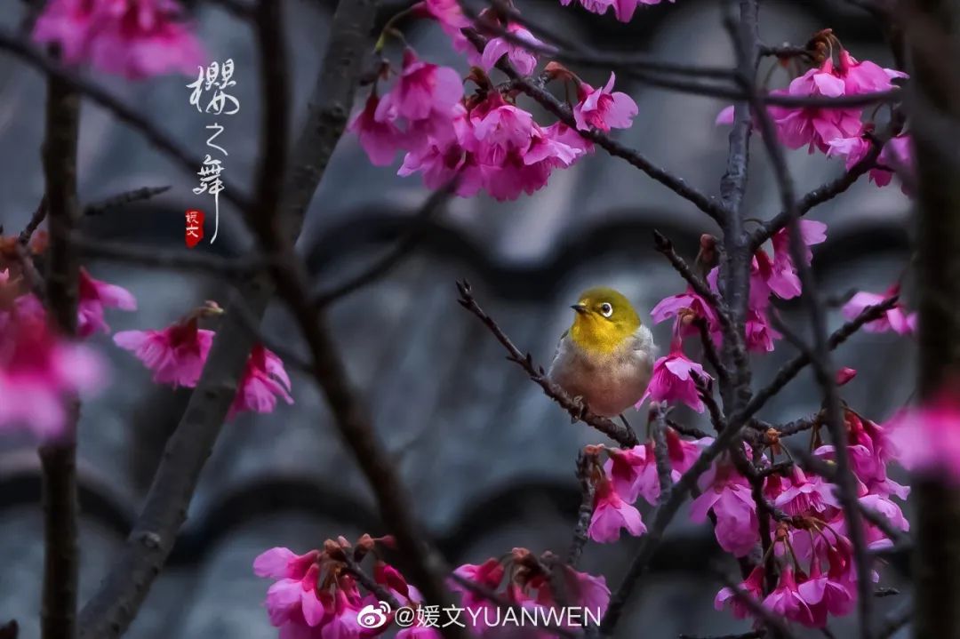 烂漫樱花醉榕城