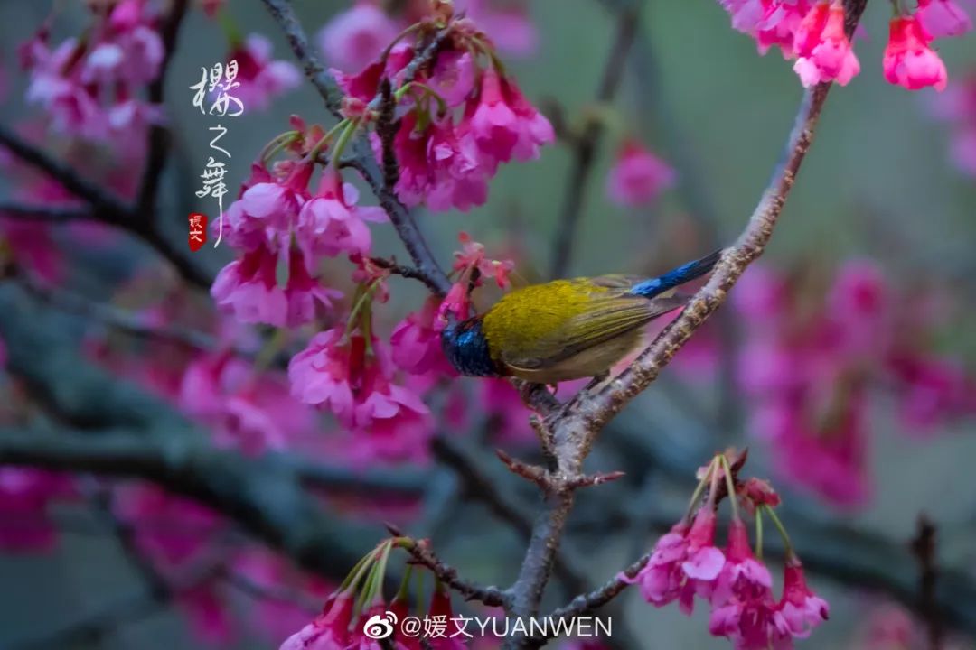 烂漫樱花醉榕城