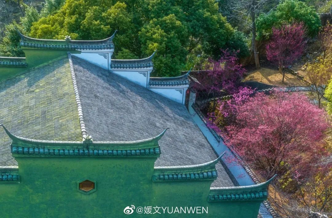 烂漫樱花醉榕城