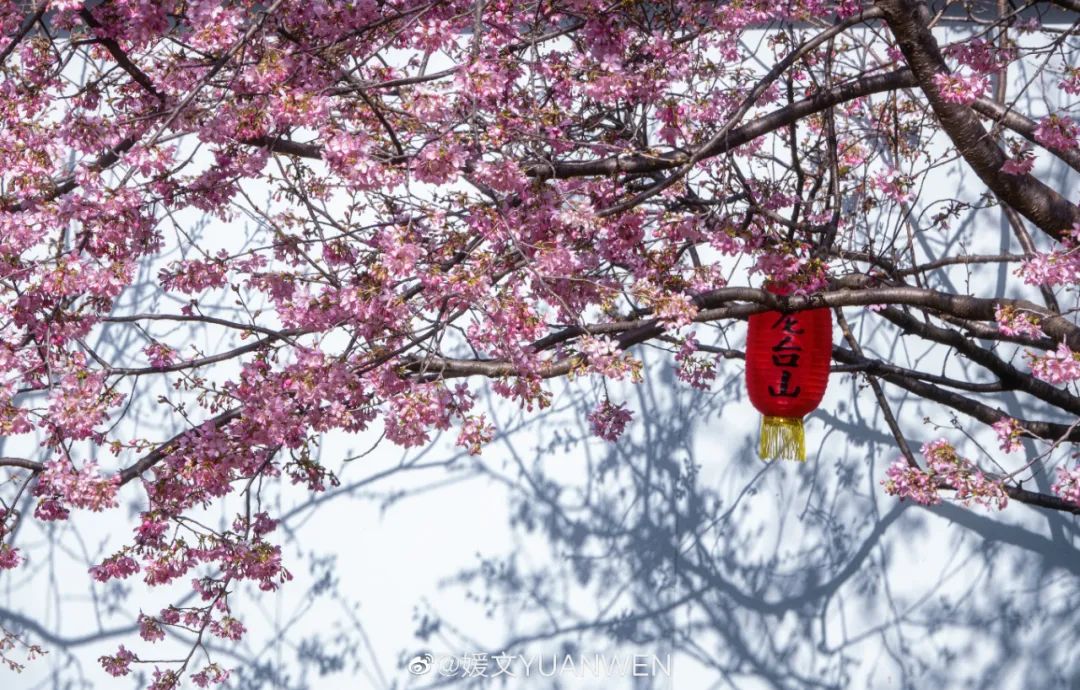 烂漫樱花醉榕城