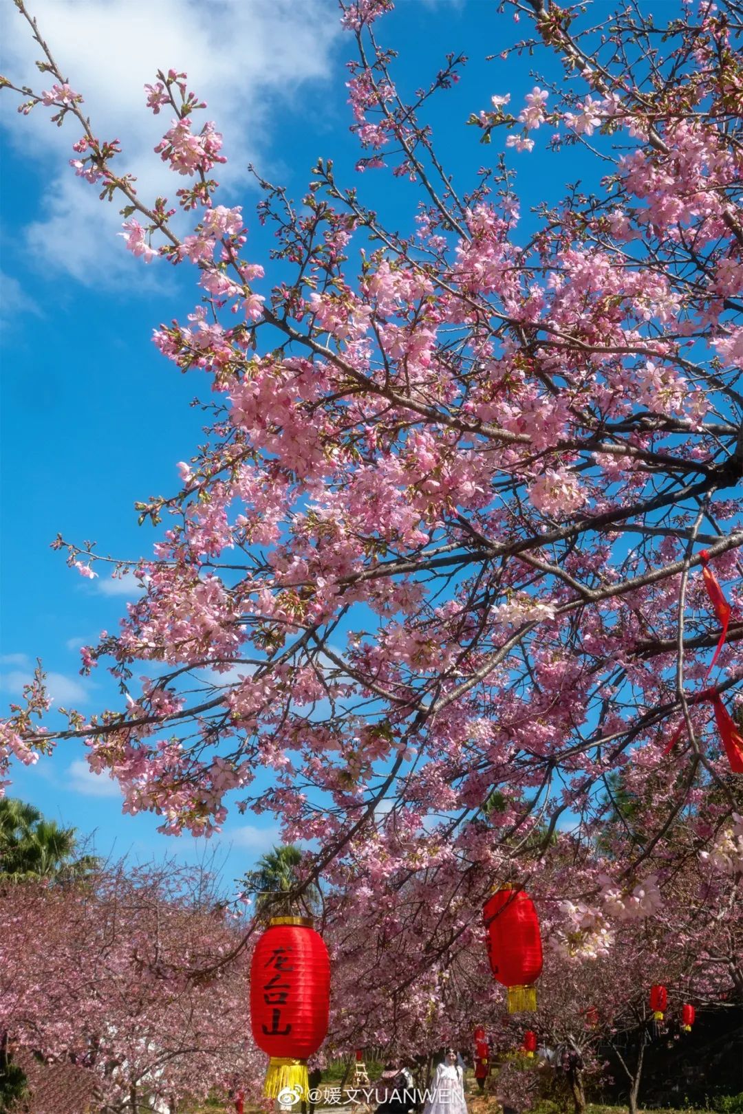 烂漫樱花醉榕城