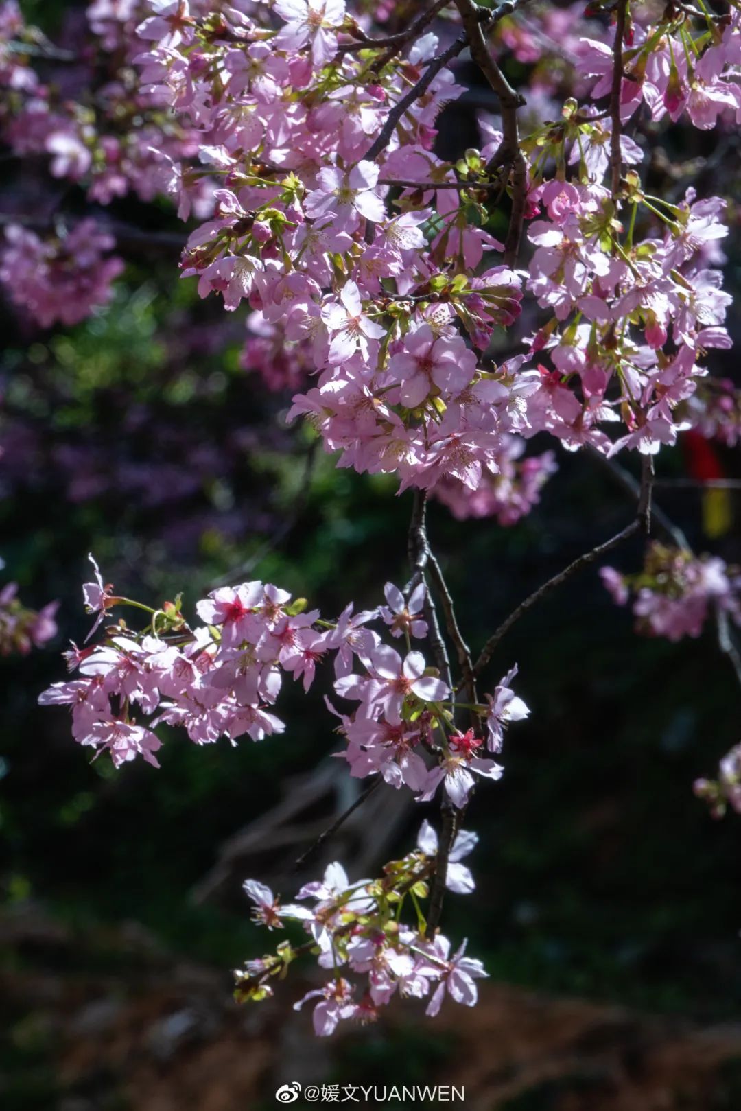 烂漫樱花醉榕城