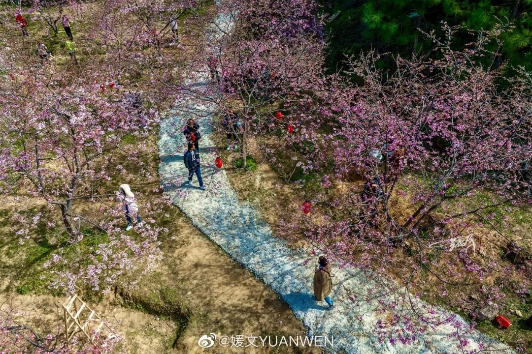 烂漫樱花醉榕城