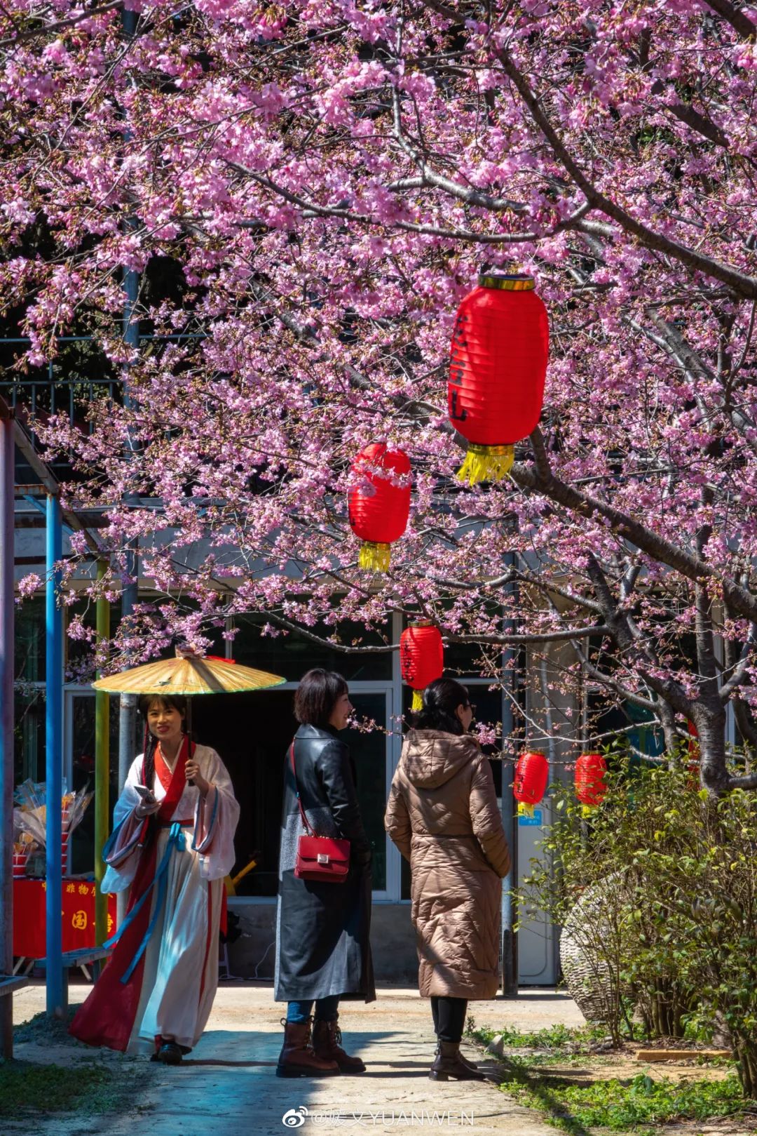 烂漫樱花醉榕城