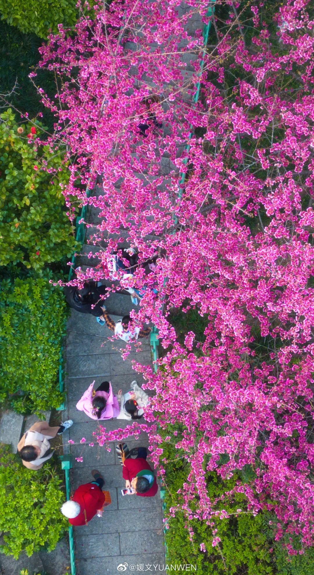 烂漫樱花醉榕城