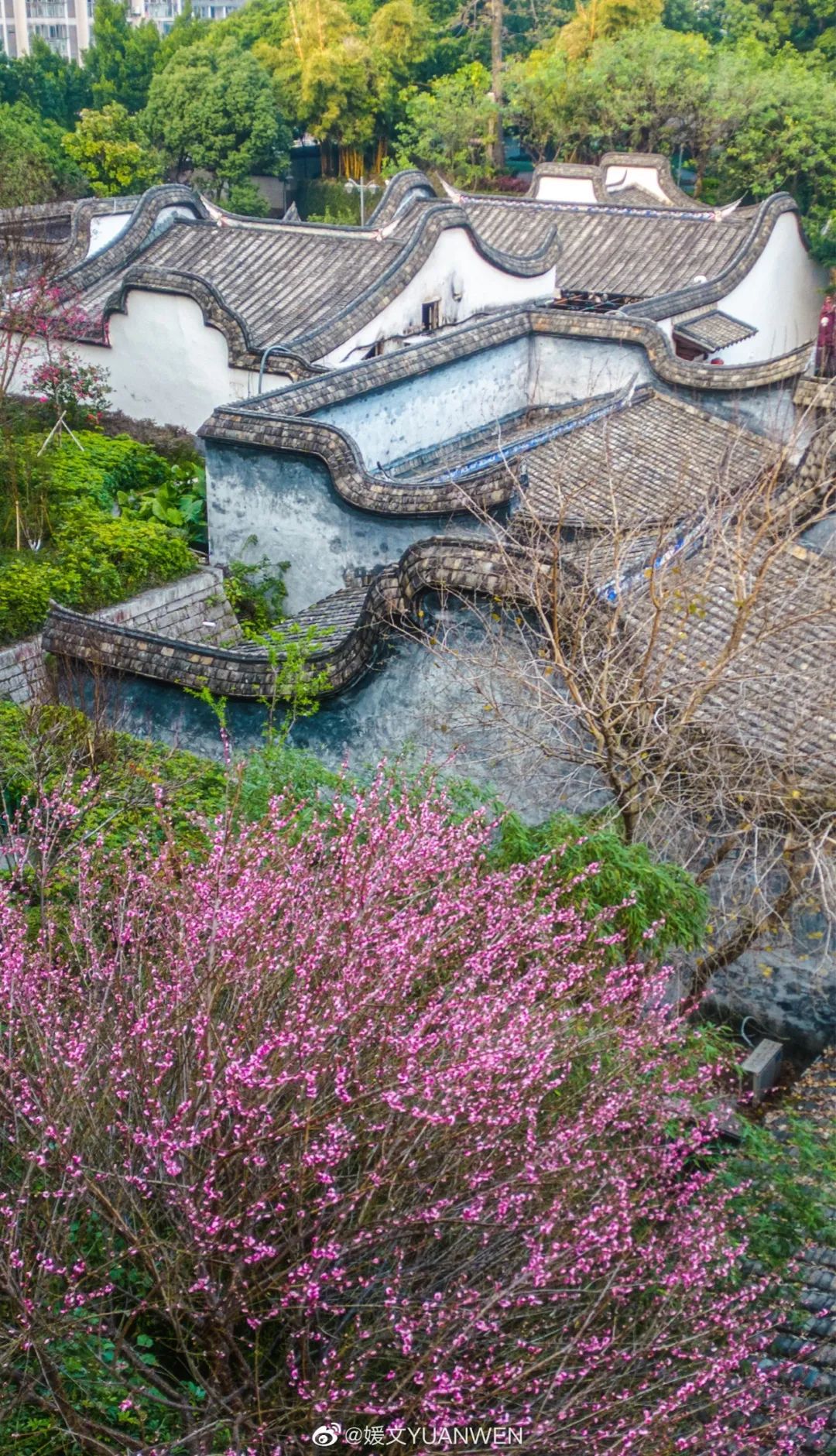 烂漫樱花醉榕城