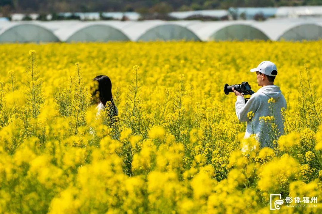 油菜花开，遍地金黄