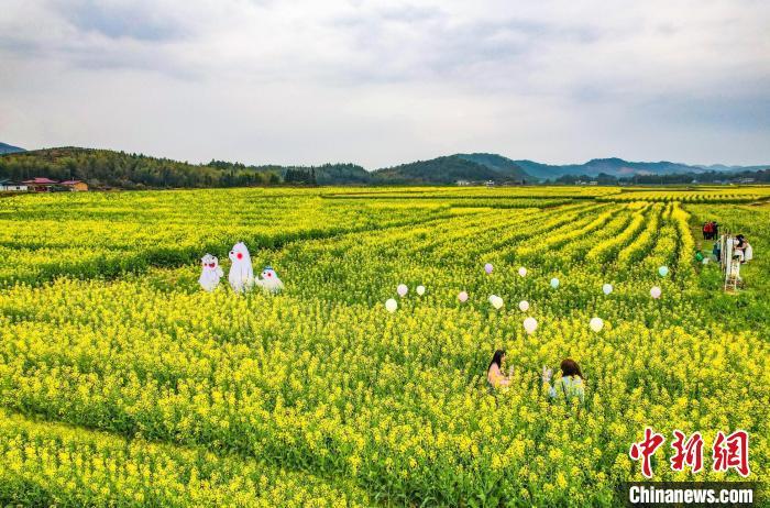 泉永畲族村的百亩油菜花竞相绽放，形成大片金色花海。　黄尉峰　摄