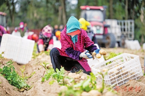平潭：春收春种两手抓　稳产增收底气足