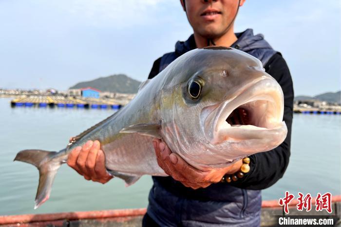 高体鰤俗称红甘鱼，体型呈长圆形，稍侧扁，腹面圆，是肉食性深海鱼类。　东山县融媒体中心供图