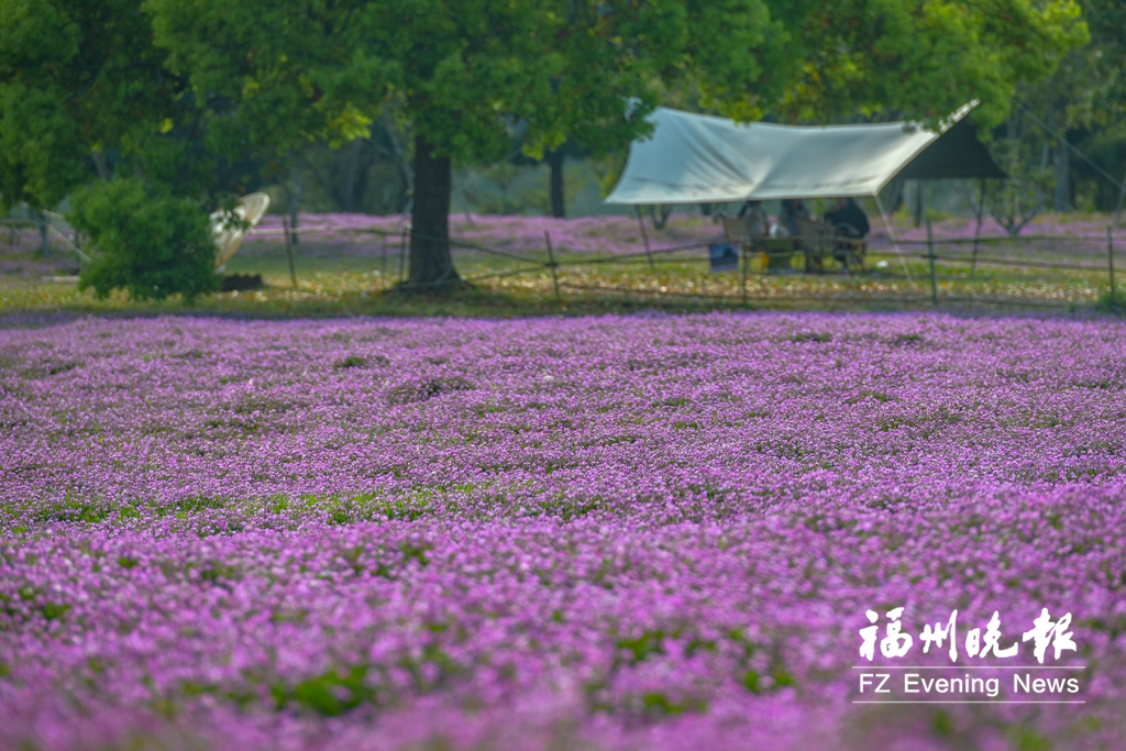 有福之州“花”样迎春分 有福之州“花”样迎春分