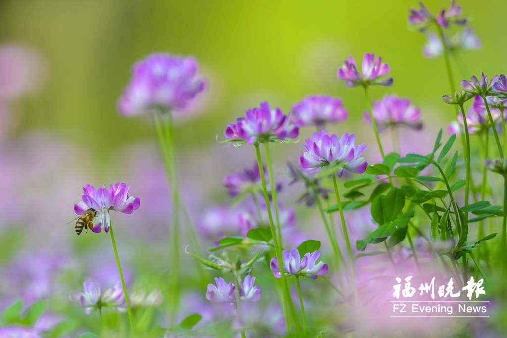 有福之州“花”样迎春分 有福之州“花”样迎春分