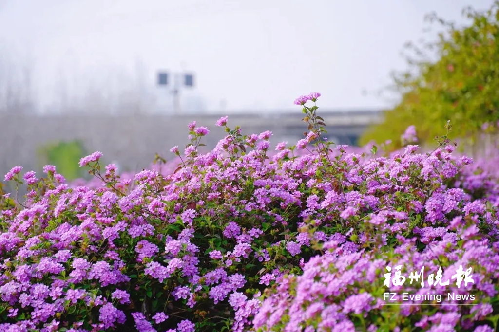 有福之州“花”样迎春分 有福之州“花”样迎春分