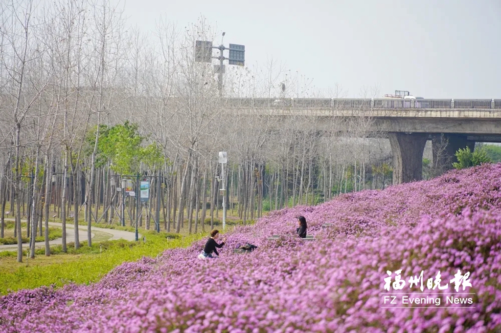 有福之州“花”样迎春分 有福之州“花”样迎春分