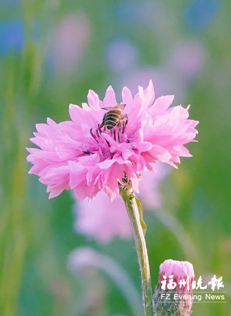 有福之州“花”样迎春分 有福之州“花”样迎春分