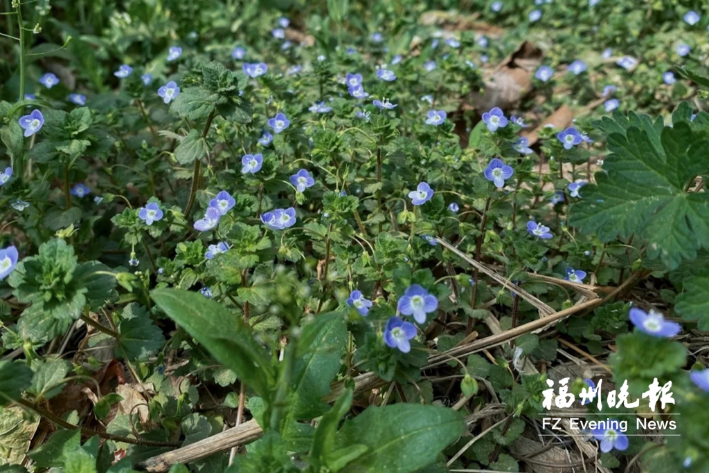 有福之州“花”样迎春分 有福之州“花”样迎春分