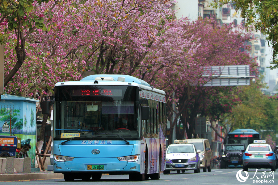 厦门禾祥西路繁花似锦,宫粉羊蹄甲花朵沿街盛放。人民网 陈博摄