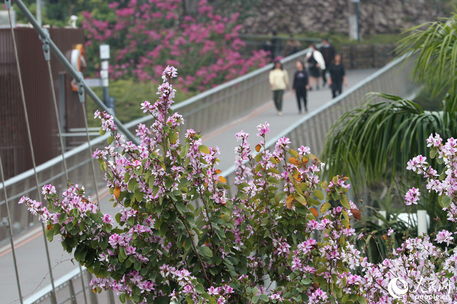 厦门山海健康步道旁,宫粉羊蹄甲花朵缀满枝头。人民网 陈博摄