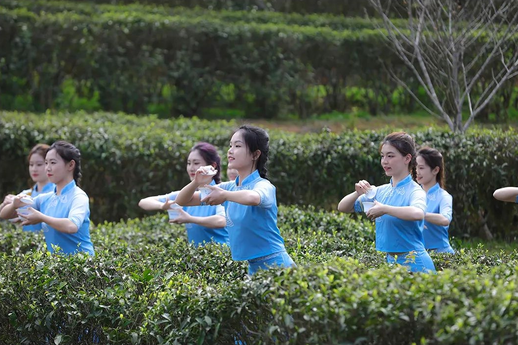 阳春三月,采茶正当时 阳春三月,采茶正当时