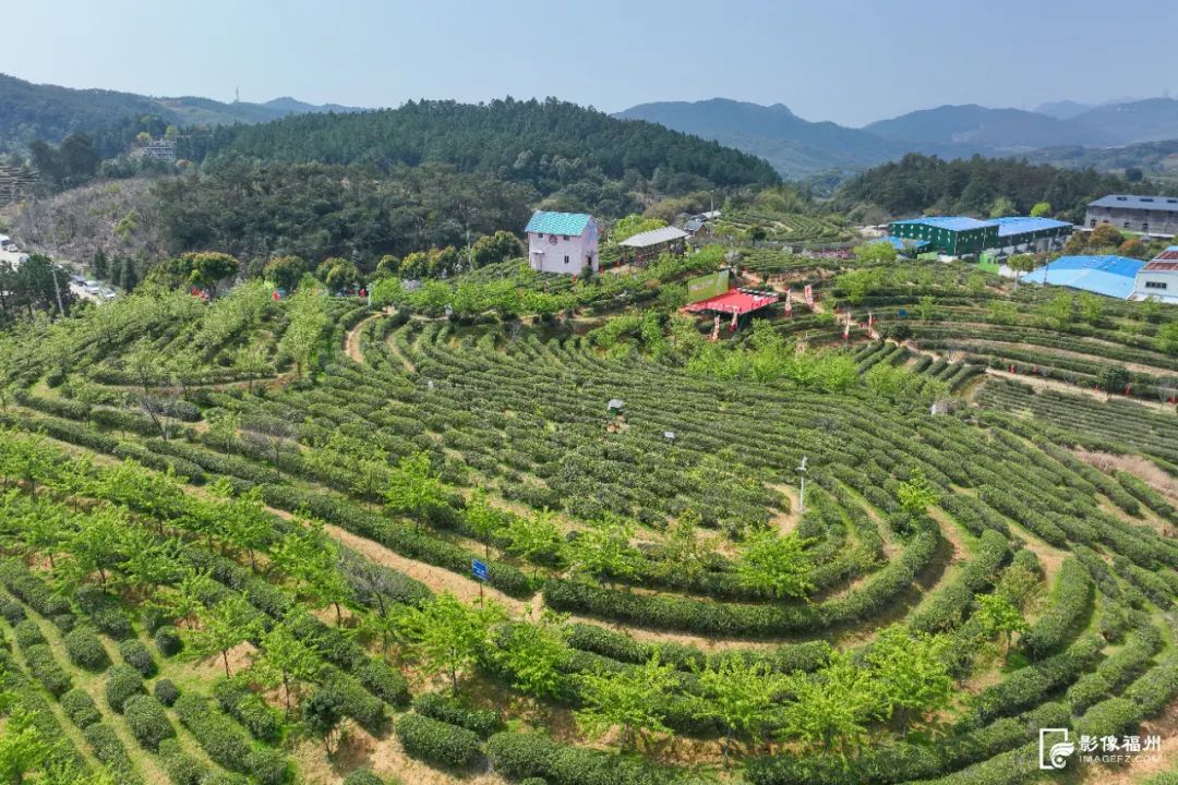 阳春三月,采茶正当时 阳春三月,采茶正当时