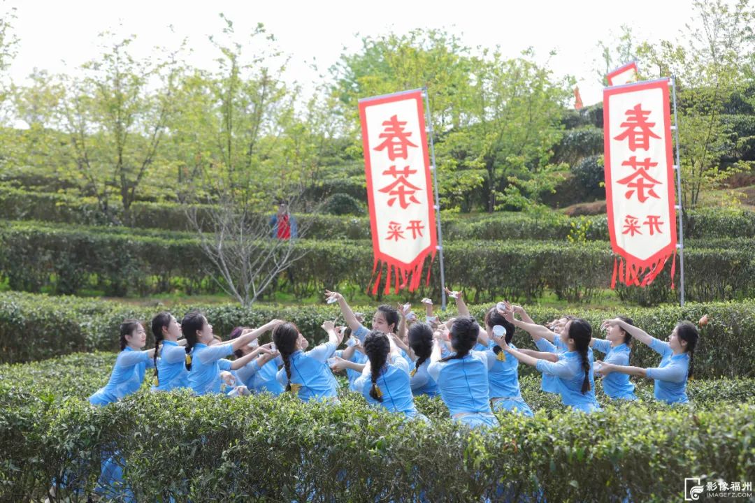 阳春三月,采茶正当时 阳春三月,采茶正当时