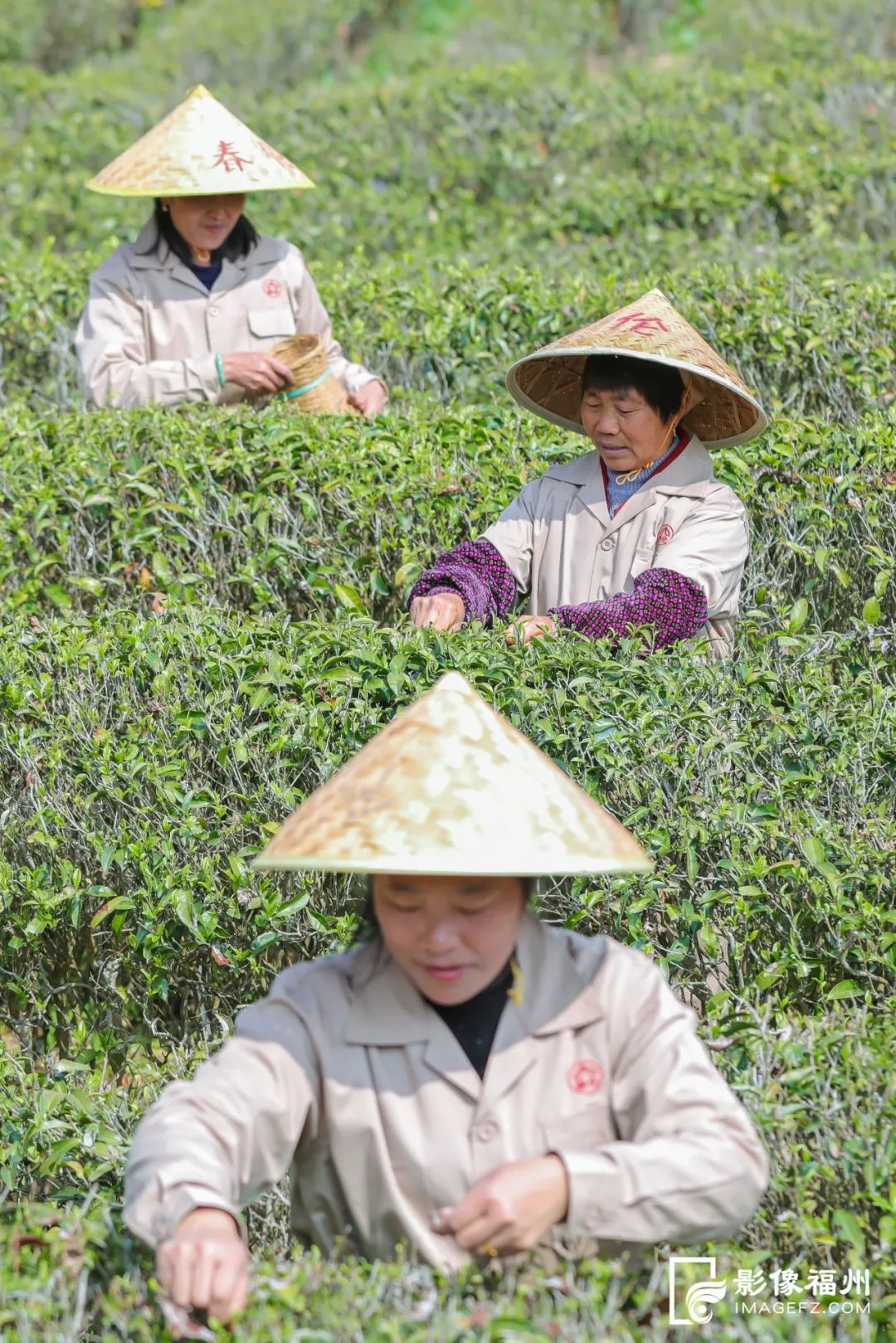 阳春三月,采茶正当时 阳春三月,采茶正当时