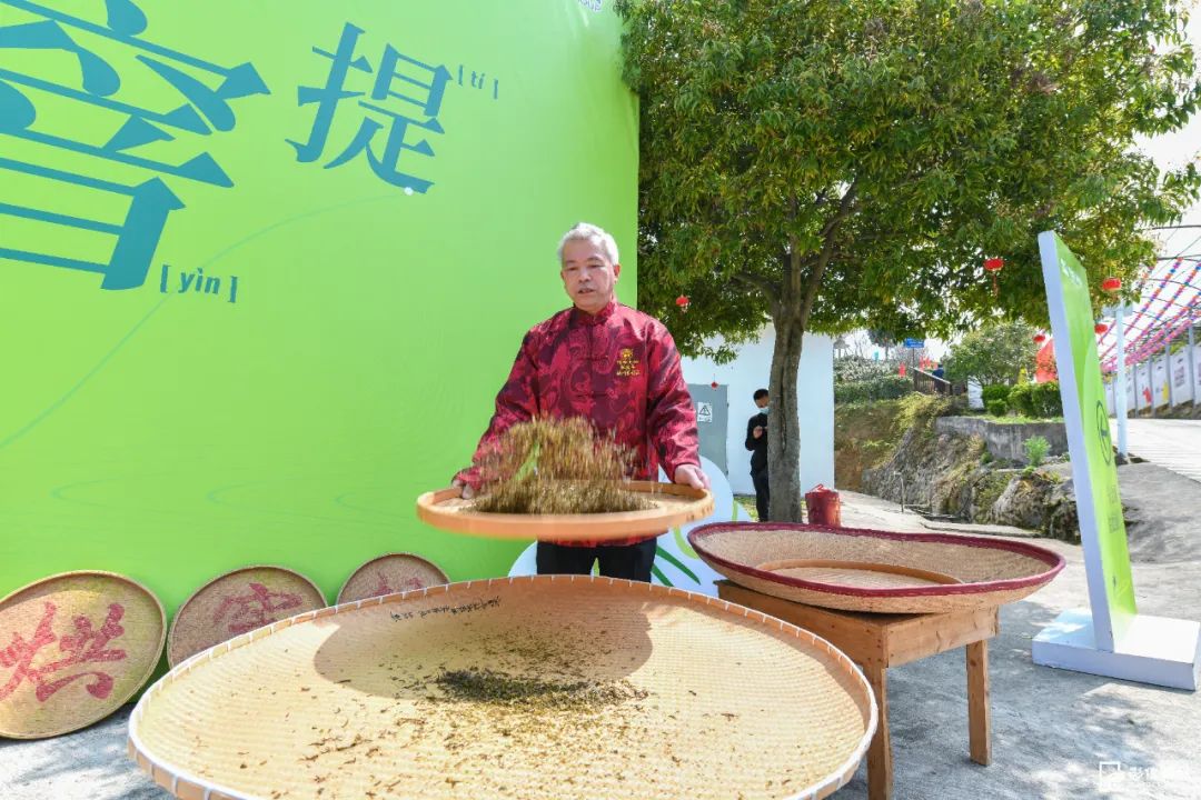 阳春三月,采茶正当时 阳春三月,采茶正当时